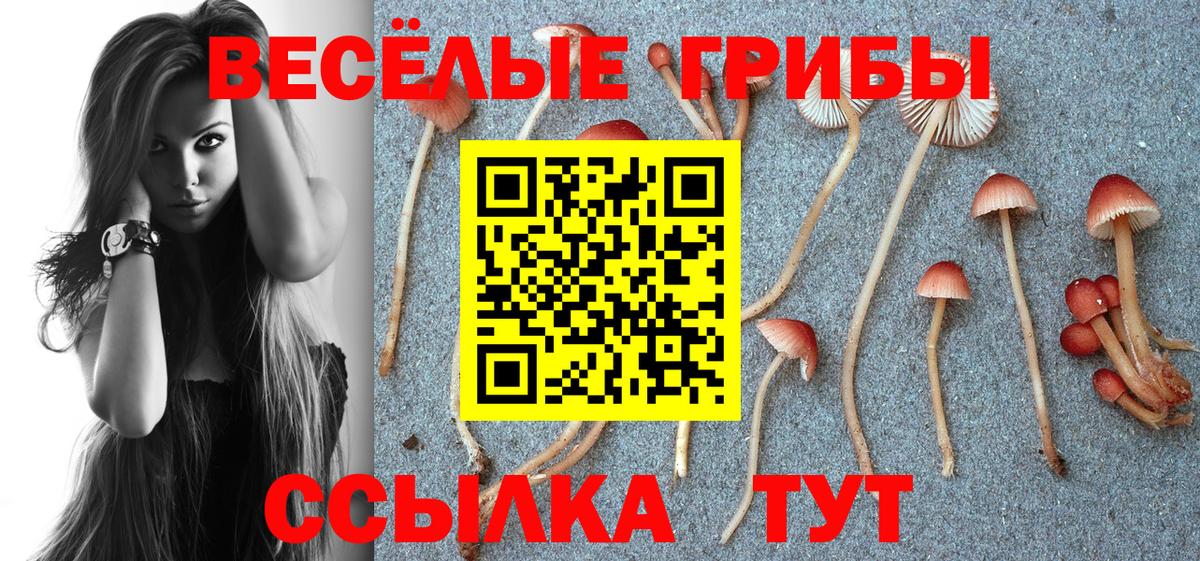 Галлюциногенные грибы Psilocybine cubensis Бор